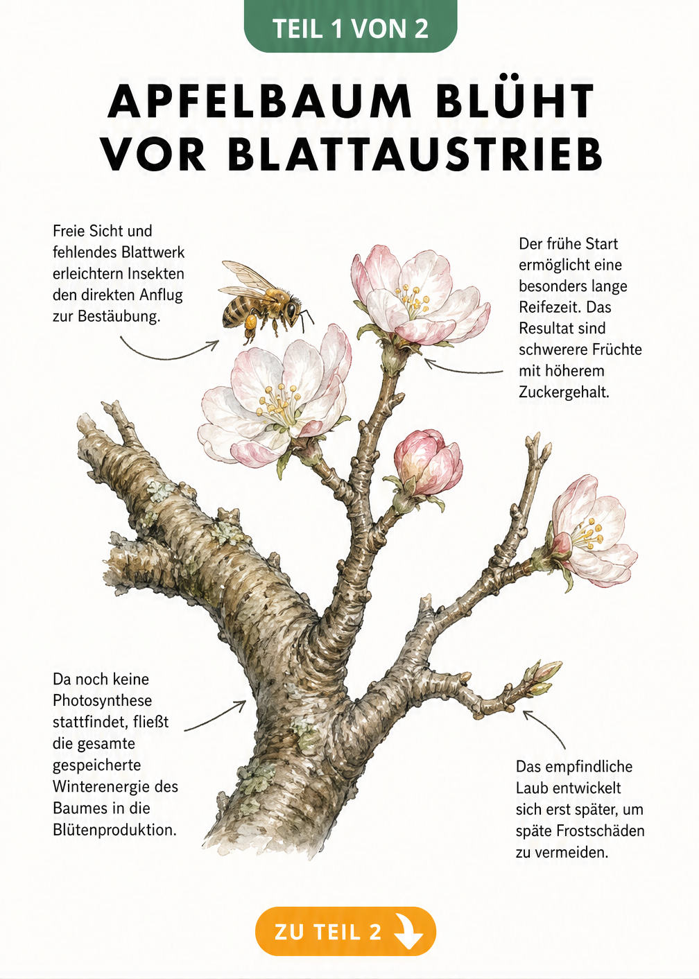 Botanische Illustration eines blühenden Apfelbaumastes ohne Blätter im Vorfrühling mit Erklärungen zur Bestäubung und Energieverteilung.