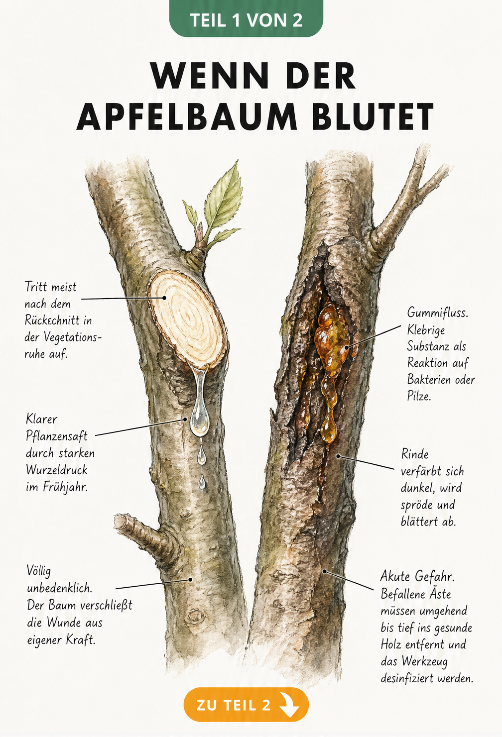 Botanische Illustration zweier Apfelbaumäste: links mit klarem Pflanzensaft nach dem Schnitt, rechts mit zähem Gummifluss durch Bakterien oder Pilze.