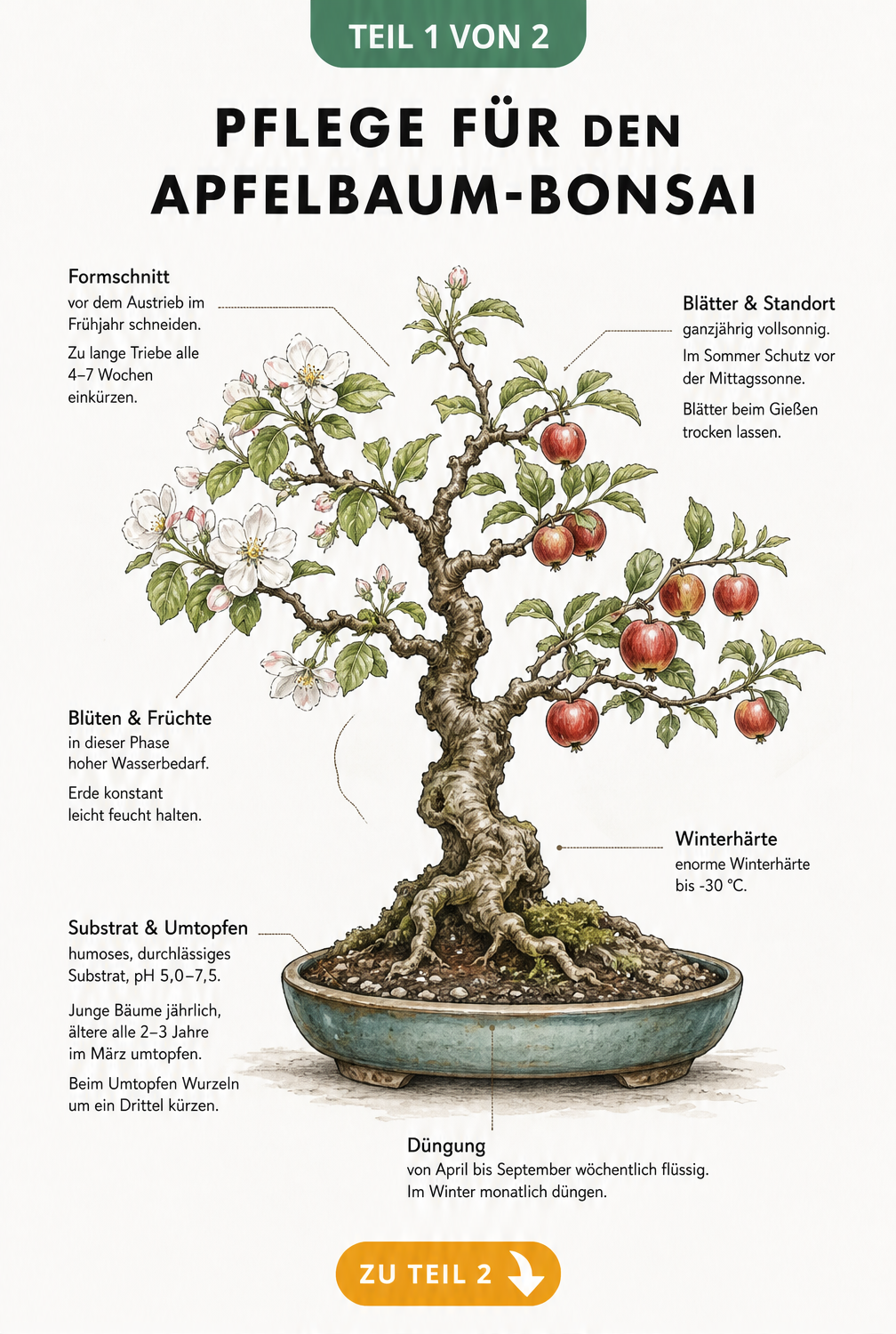 Illustration eines Apfelbaum-Bonsais in einer Keramikschale mit Pflegehinweisen zu Standort, Gießen, Düngen und Schneiden.