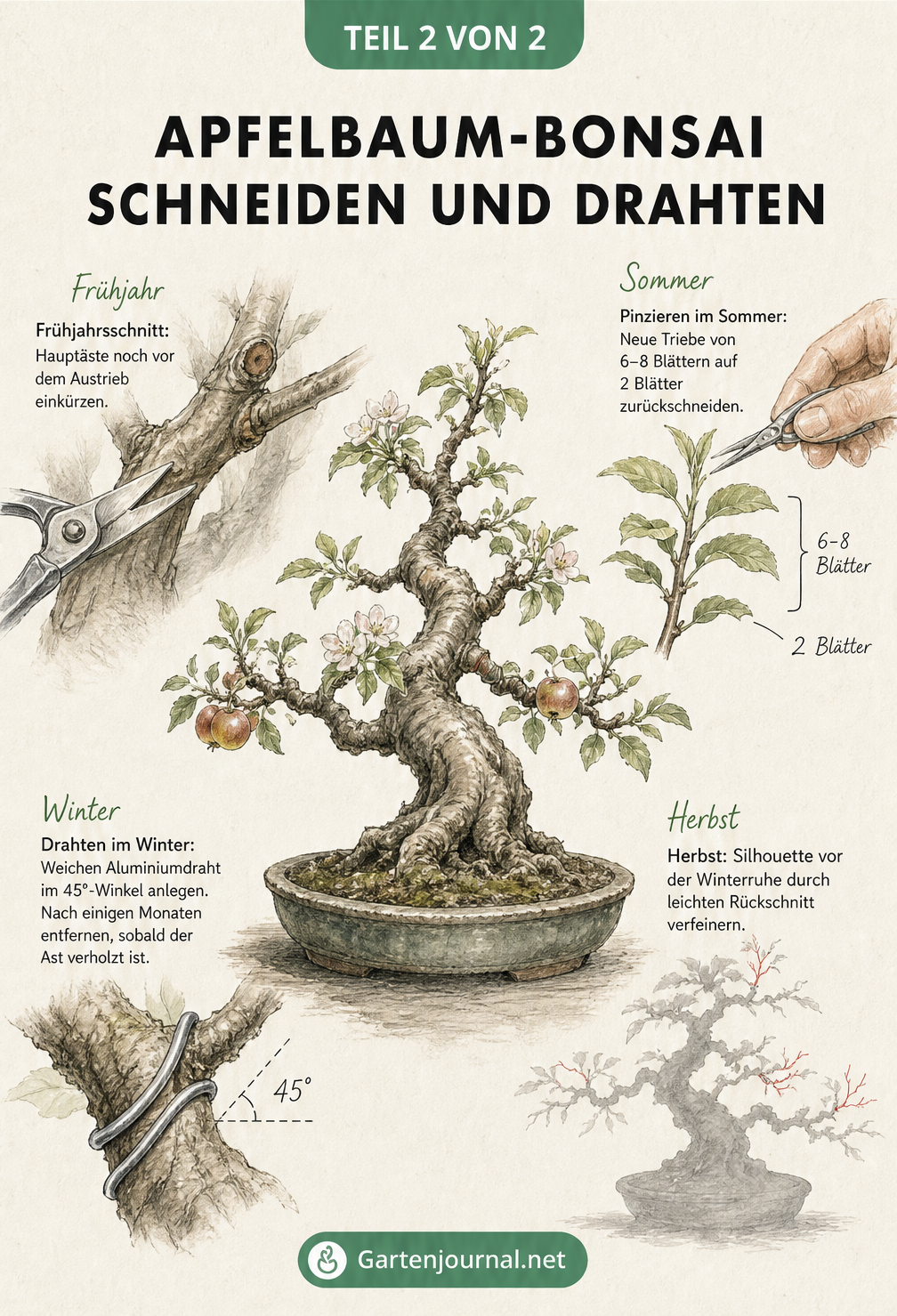 Zeichnung eines knorrigen Apfelbaum-Bonsais mit Detailansichten zum Frühjahrsschnitt, Pinzieren im Sommer, Herbstschnitt und Drahten im Winter.