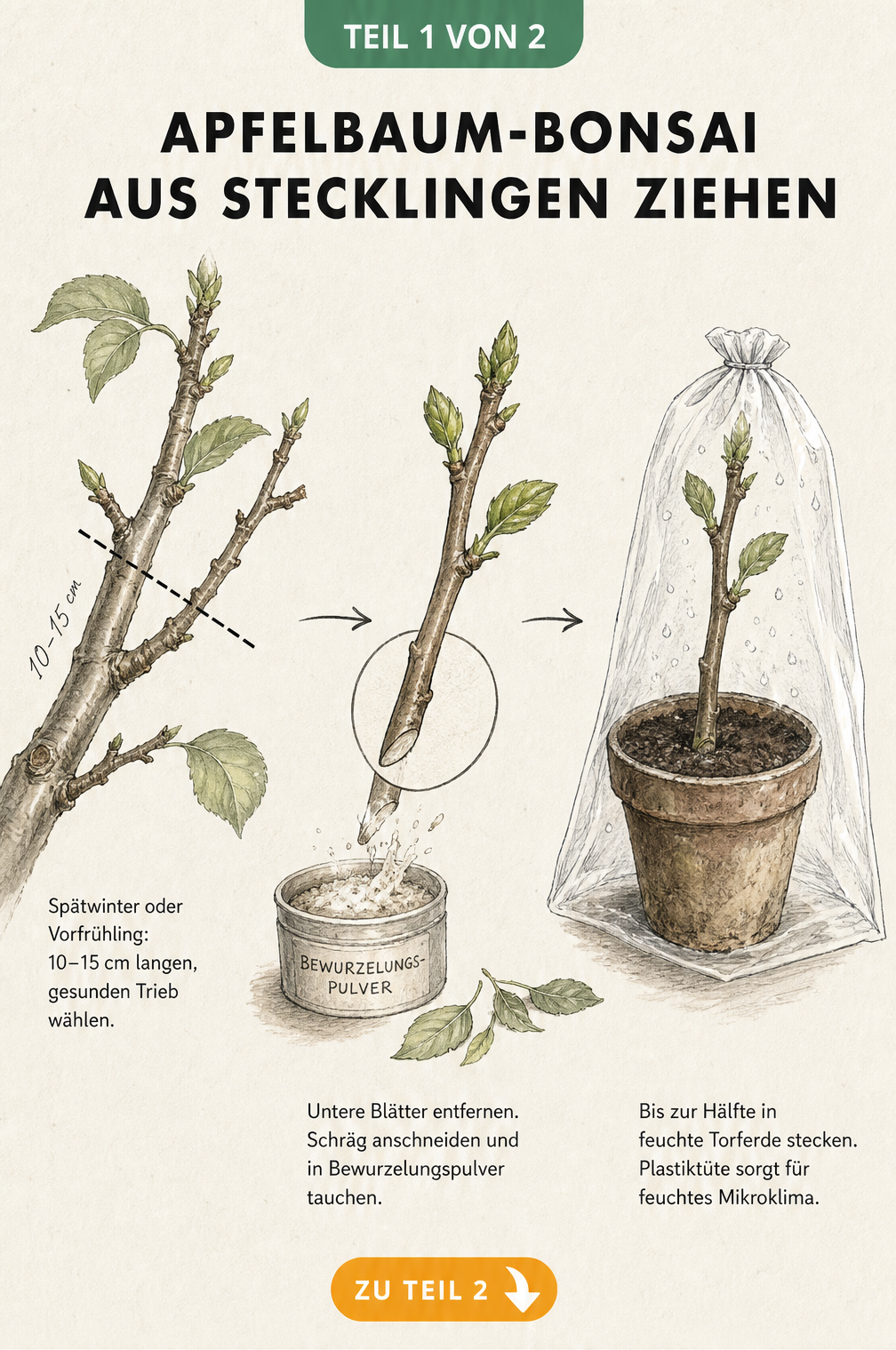 Illustration eines Apfelbaum-Stecklings, der in Bewurzelungspulver getaucht und in einen Anzuchttopf mit Torferde gepflanzt wird.