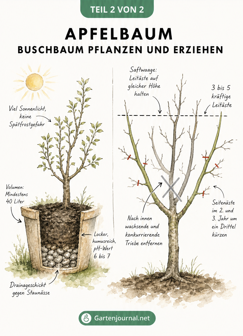 Skizze zur Pflanzung und zum Erziehungsschnitt eines Apfelbaum Buschbaums im Kübel mit Hinweisen zu Erde, Drainage und Schnittpunkten.