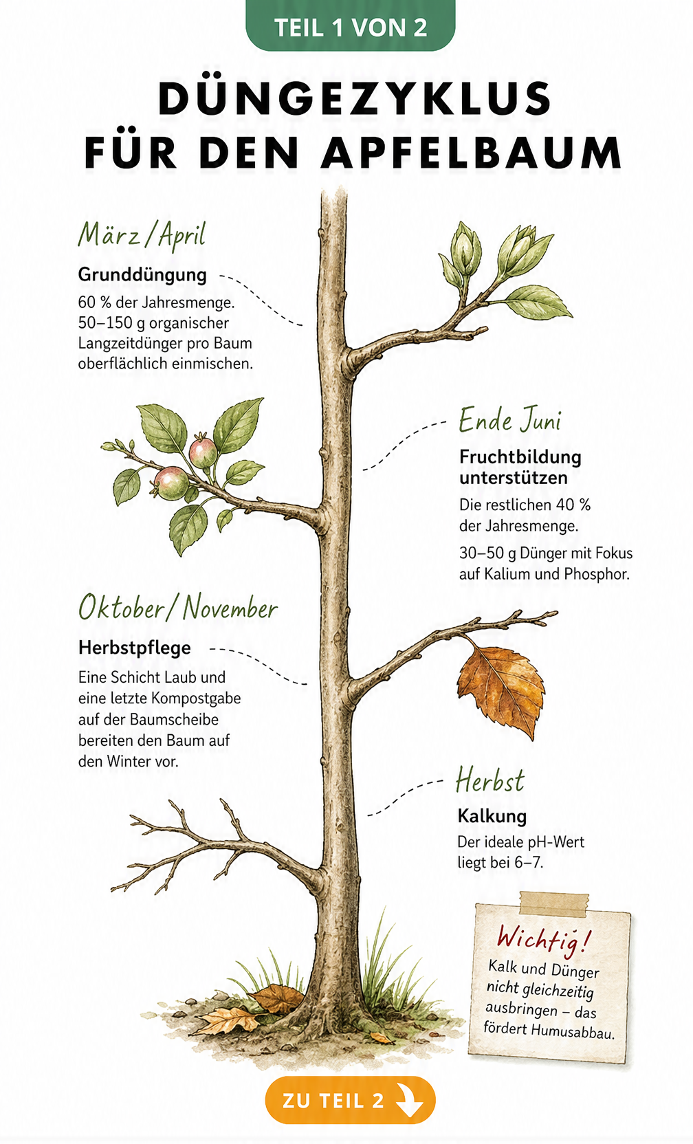 Zeitleiste als Baumstamm mit Ästen, die den Düngezyklus für Apfelbäume im Jahresverlauf zeigt