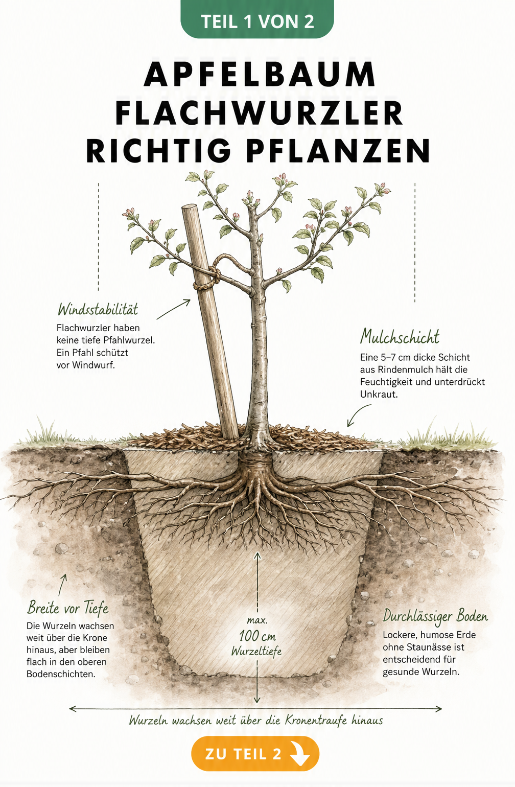 Querschnitt durch das Erdreich mit einem jungen Apfelbaum, der die extreme Breite des flachen Wurzelsystems im Vergleich zur Tiefe zeigt.