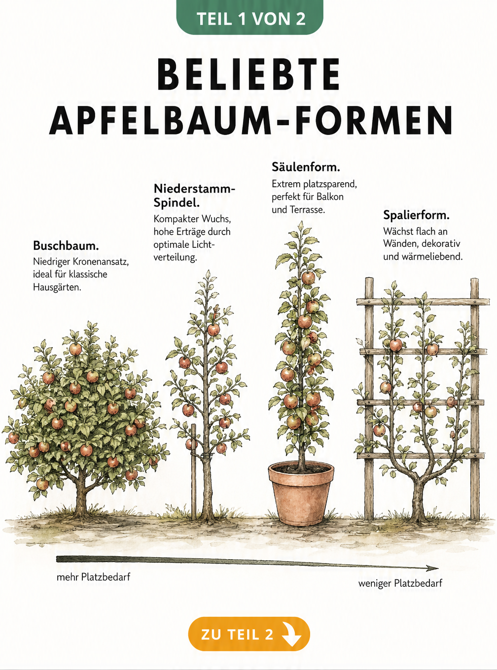 Illustration von vier Apfelbaum-Formen: Buschbaum, Niederstamm-Spindel, Säulenform und Spalierform mit Maßstabspfeil für den Platzbedarf