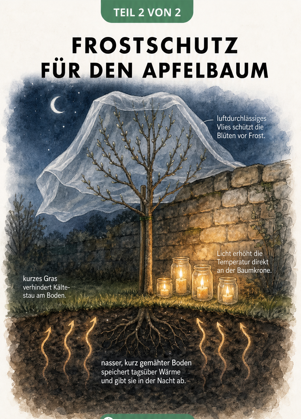 Schnittgrafik eines Apfelbaums an einer Steinwand mit Frostschutzmaßnahmen wie Vlies, gewässertem Boden und Teelichtern.
