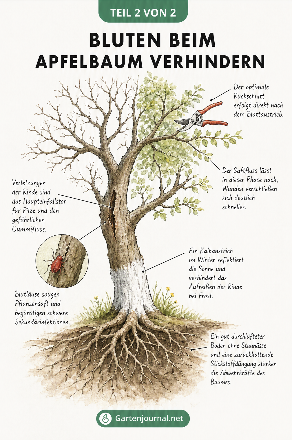 Illustration eines Apfelbaums im Querschnitt der Jahreszeiten mit Tipps zur Prävention von Gummifluss: richtiger Schnittzeitpunkt, Kalkanstrich und Bodenpflege.