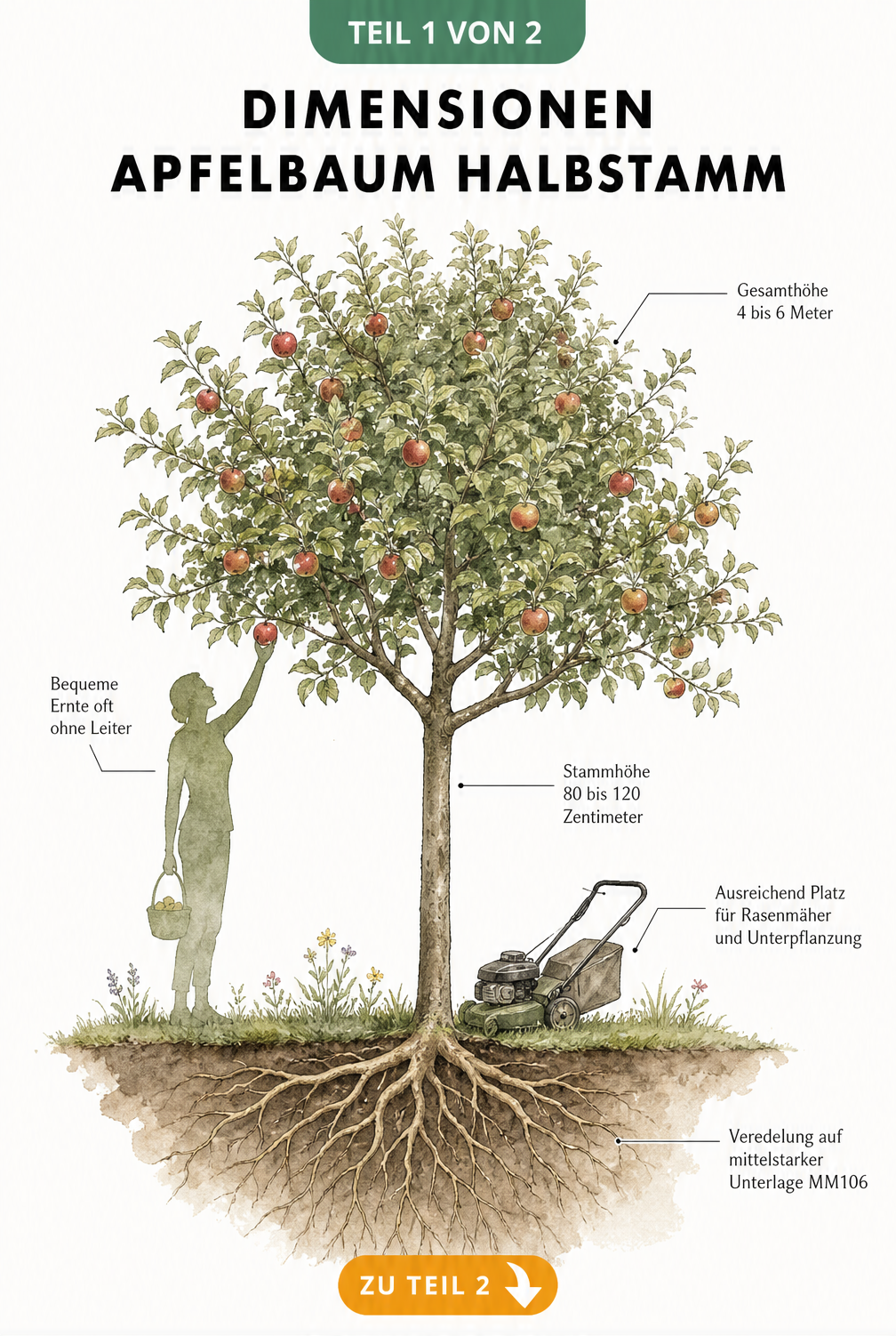 Illustration eines Apfelbaum Halbstamms mit Maßangaben zu Stammhöhe und Gesamthöhe sowie einer Person bei der Ernte