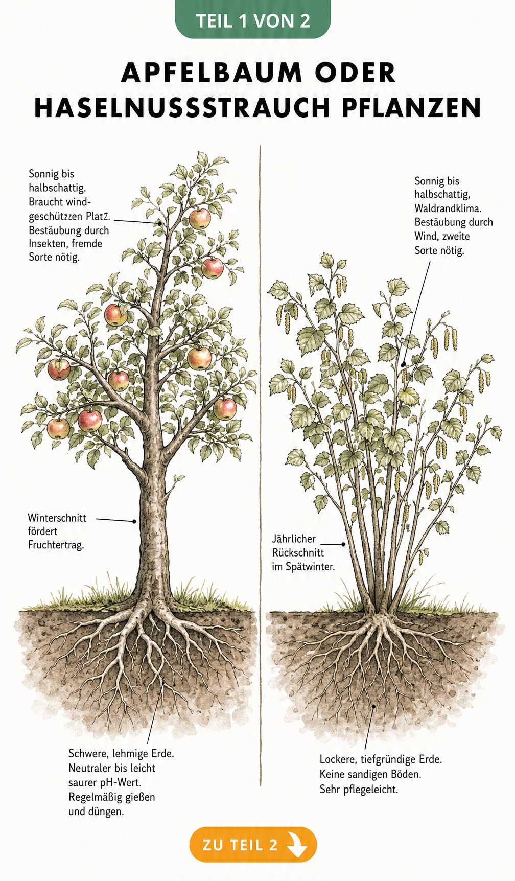 Botanische Illustration eines Apfelbaums und eines Haselnussstrauchs mit Wurzelwerk und Pflegehinweisen