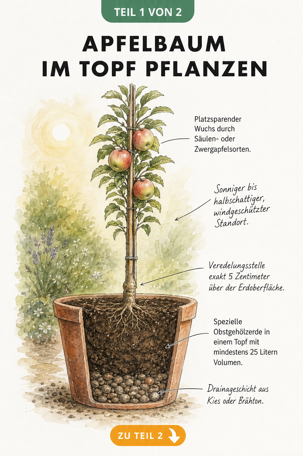 Querschnitt eines bepflanzten Terrakottatopfs mit einem jungen Säulenapfelbaum, der die richtige Pflanzung mit Drainageschicht, Obstgehölzerde und...
