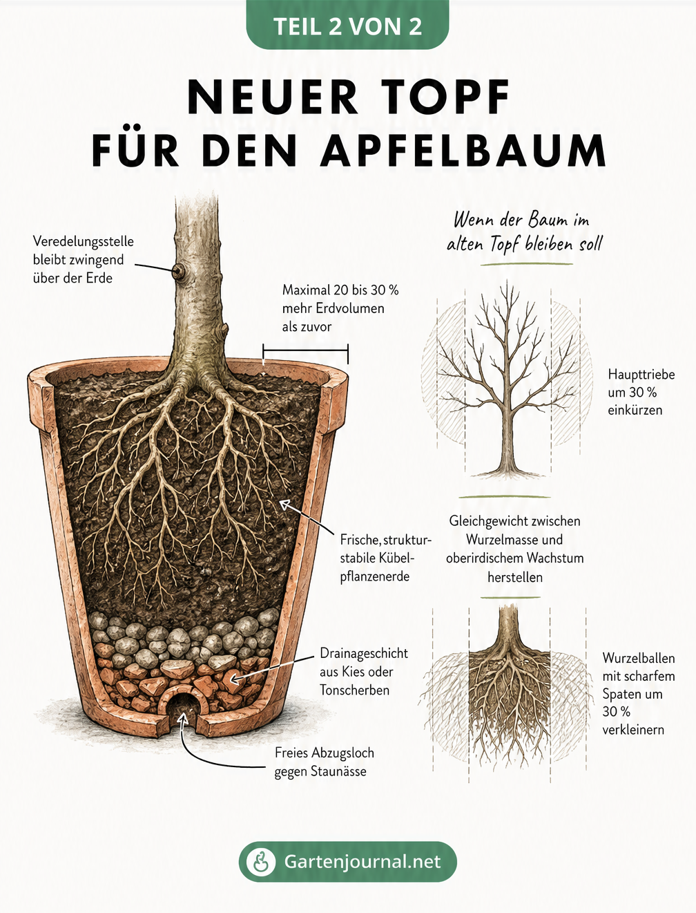 Querschnitt-Zeichnung eines frisch eingetopften Apfelbaums mit Beschriftungen zu Erdvolumen, Drainageschicht und Veredelungsstelle