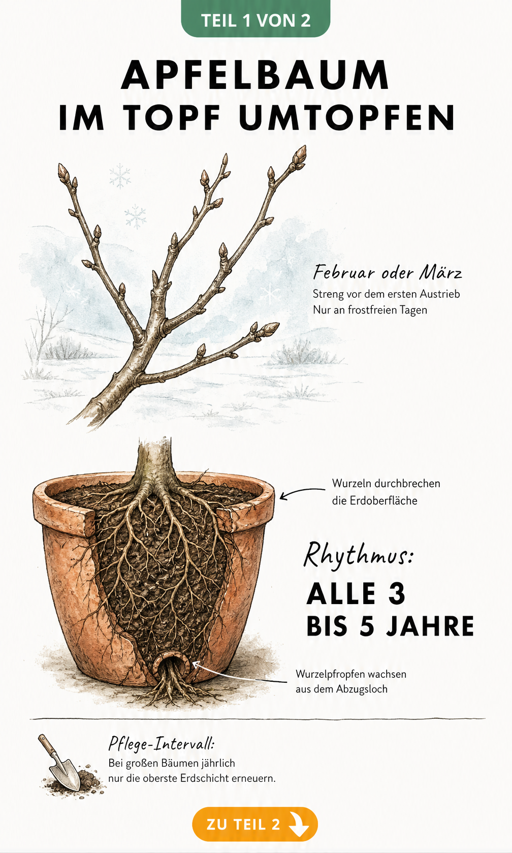 Illustration eines kahlen Apfelbaumzweigs im Winter und eines durchwurzelten Terrakotta-Topfes, die den Zeitpunkt und Rhythmus zum Umtopfen zeigen