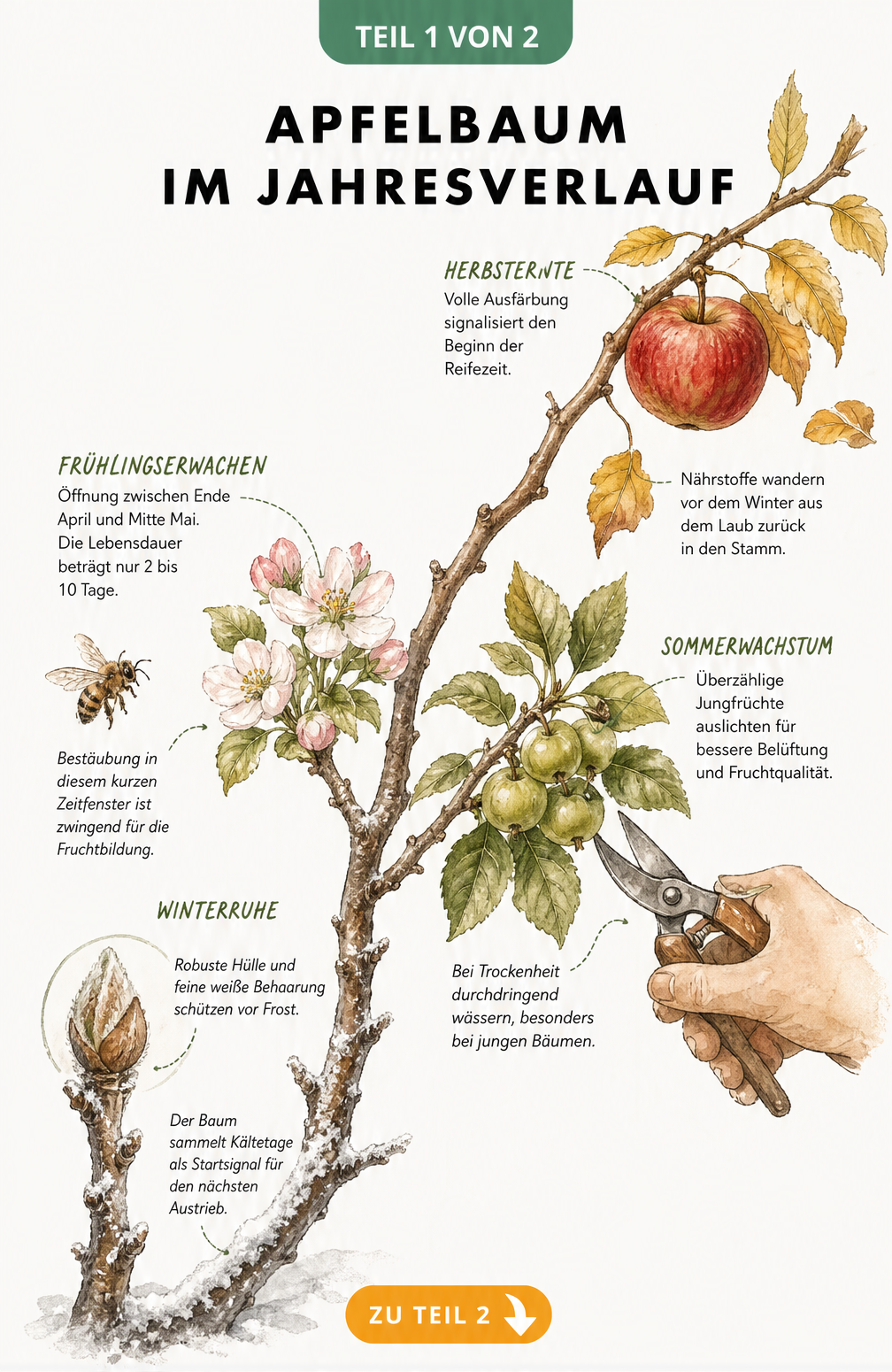 Botanische Illustration eines Apfelbaumastes im Jahresverlauf mit Winterruhe, Frühlingsblüte, Sommerwachstum und Herbsternte
