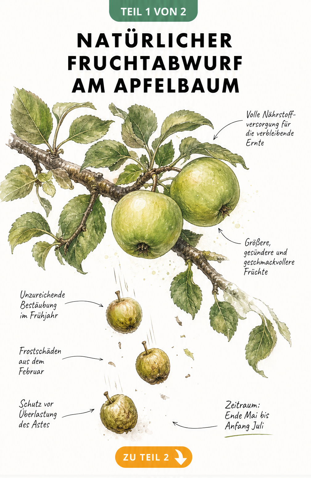 Botanische Illustration eines Apfelbaumastes, der kleine Äpfel abwirft, während große Äpfel am Ast verbleiben.