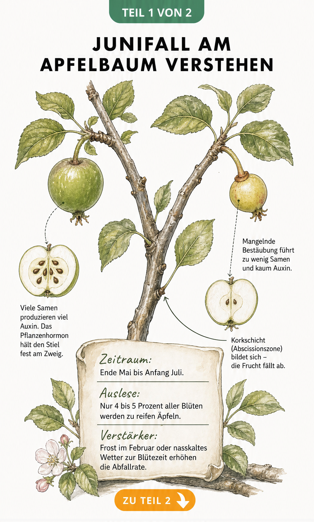 Botanische Illustration eines Apfelzweigs, die den Unterschied zwischen einem gesunden Jungapfel mit vielen Samen und einem abfallenden Apfel mit Korkschicht...