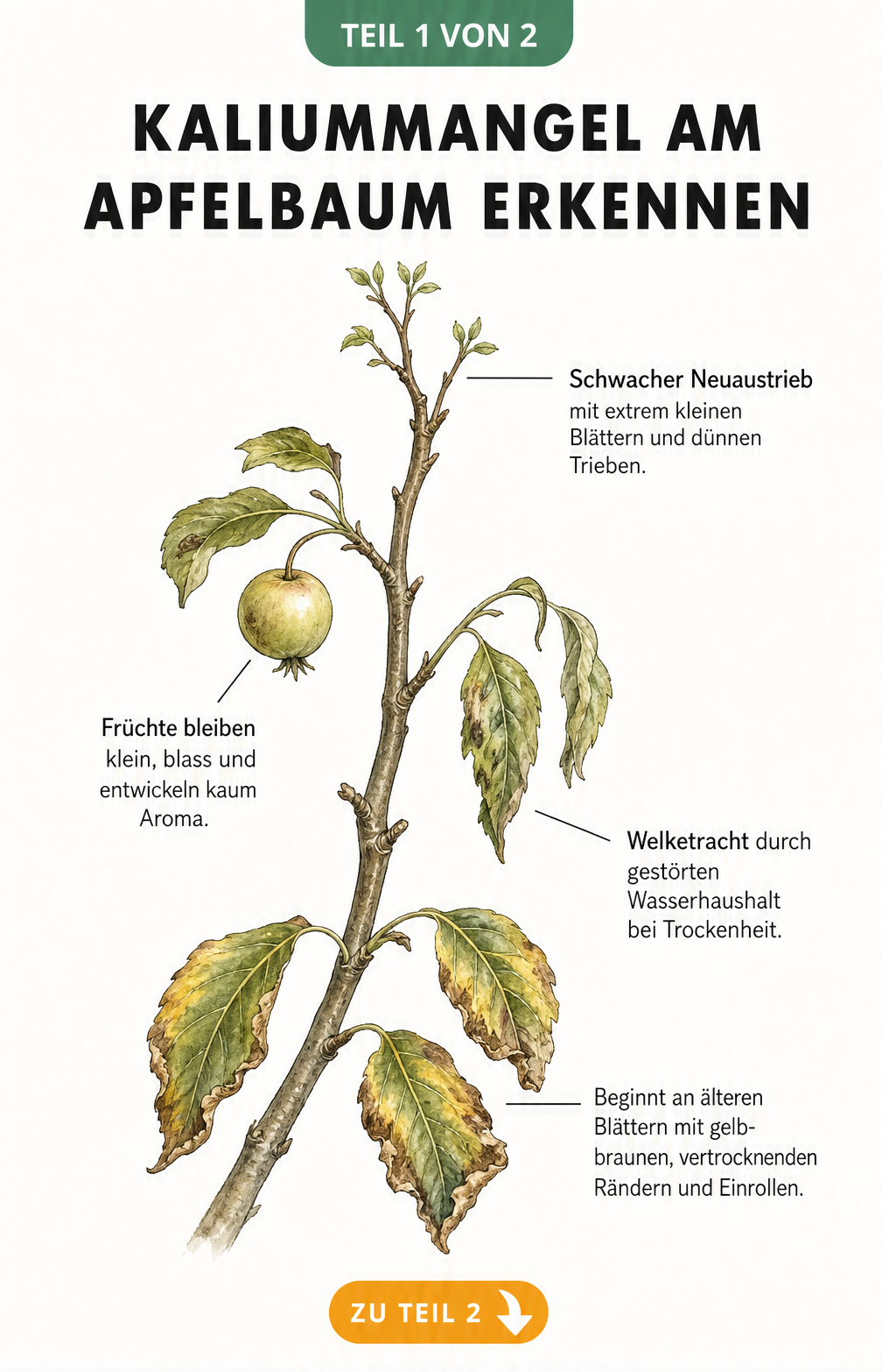 Botanische Illustration eines Apfelbaumzweigs, die Symptome von Kaliummangel wie gelb-braune Blattränder, schlaffe Blätter, dünne Triebe und kleine, blasse...
