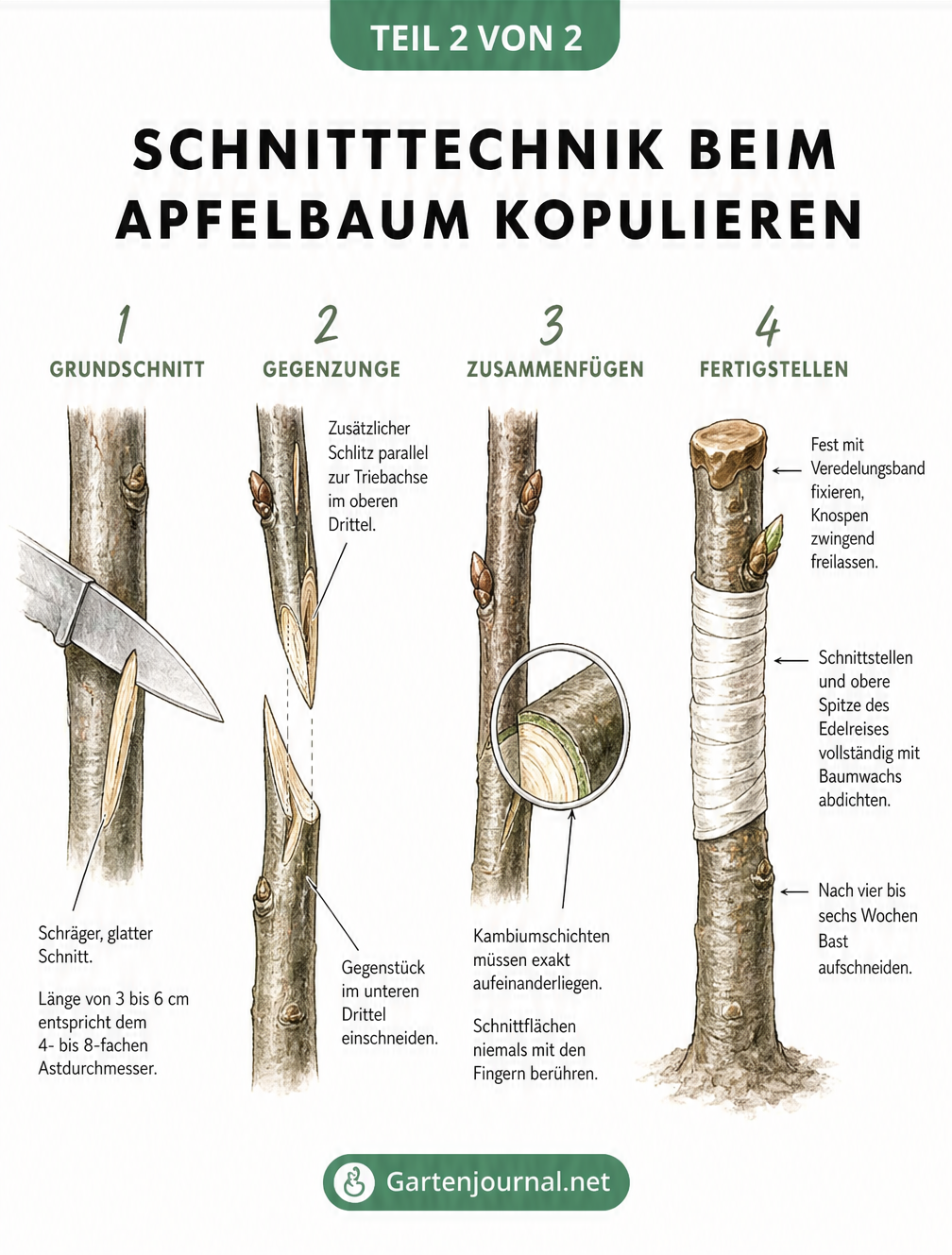 Skizze der Schnitttechnik beim Apfelbaum kopulieren: Grundschnitt, Gegenzunge, Ineinanderschieben und Fixieren