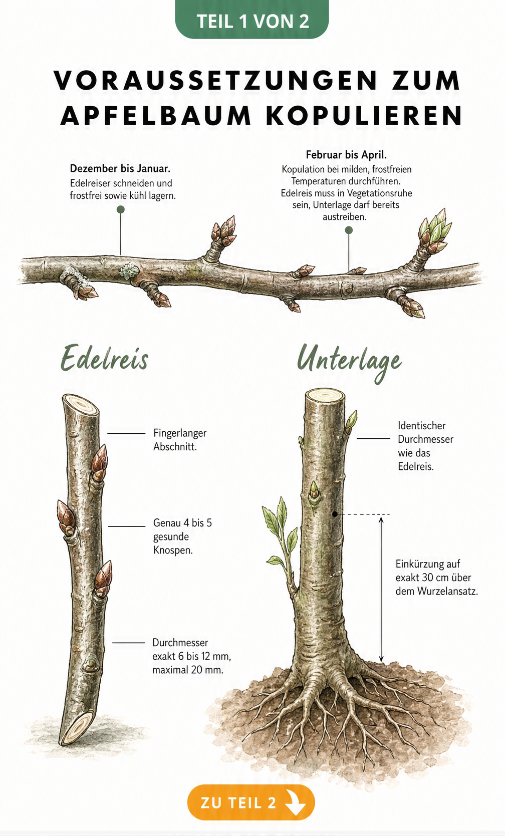 Botanische Lehrtafel: Voraussetzungen zum Apfelbaum kopulieren mit Zeitachse und Gegenüberstellung von Edelreis und Unterlage