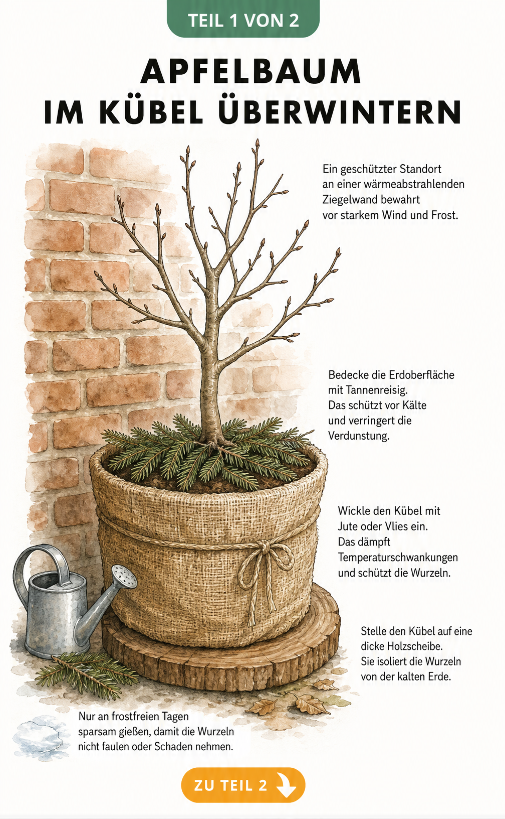 Botanische Illustration eines jungen Apfelbaums im Pflanzkübel mit Winterschutz aus Jute, Tannenreisig und Holzscheibe