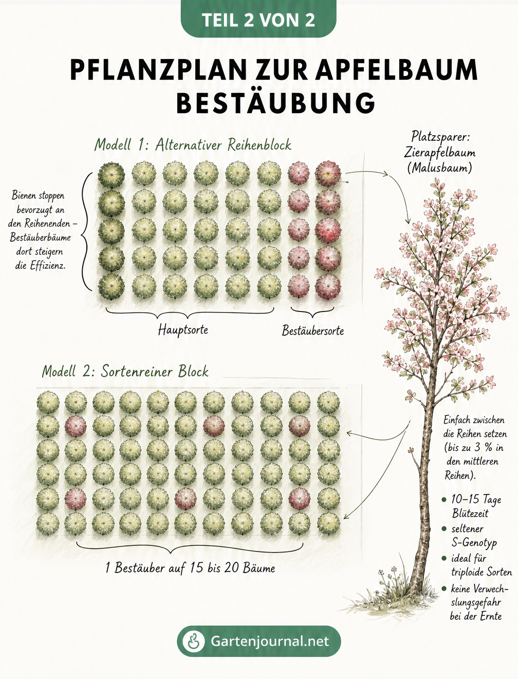 Pflanzplan aus der Vogelperspektive für Apfelbäume mit alternativem Reihenblock, sortenreinem Block und Zierapfelbaum als Platzsparer