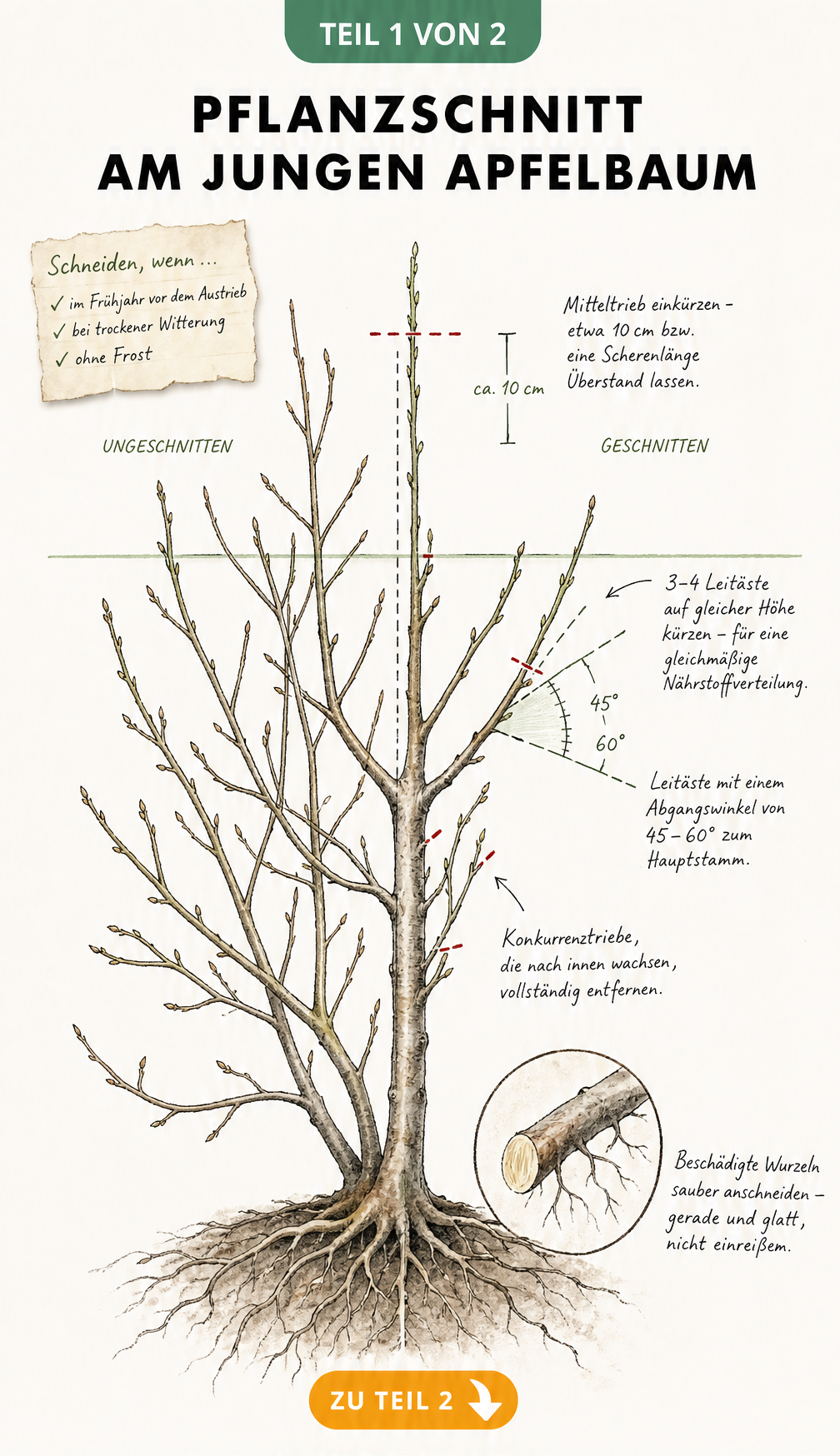 Botanische Illustration eines jungen Apfelbaums, die den Pflanzschnitt mit Schnittlinien, Winkeln und gekürzten Leitästen zeigt.