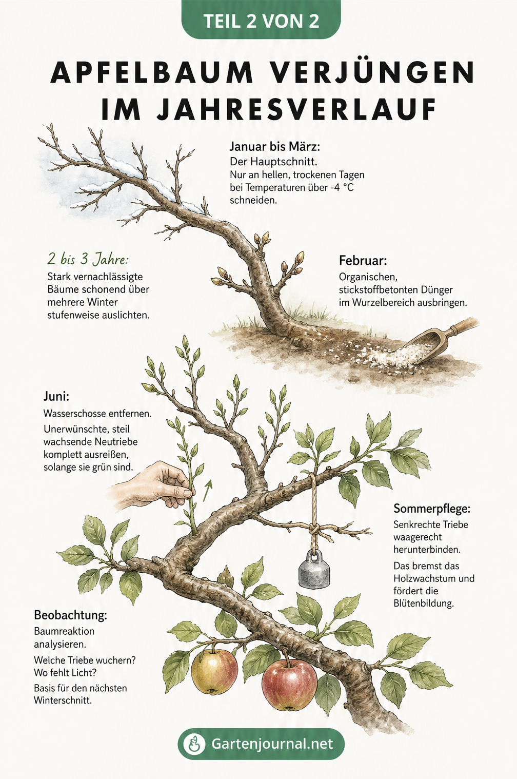 Aquarell-Zeichnung eines Apfelbaumastes im Jahresverlauf, von kahlen Winterzweigen über Frühlingsknospen bis zu reifen Äpfeln, mit Pflegetipps für jede...