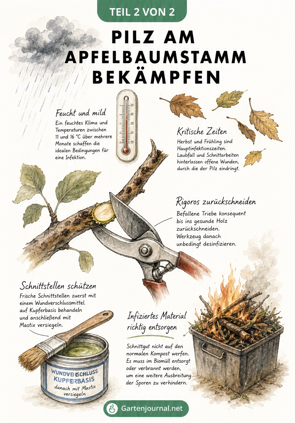 Skizze zur Bekämpfung von Pilz am Apfelbaum: Gartenschere schneidet Ast, Wundverschlussmittel und brennender Laubhaufen