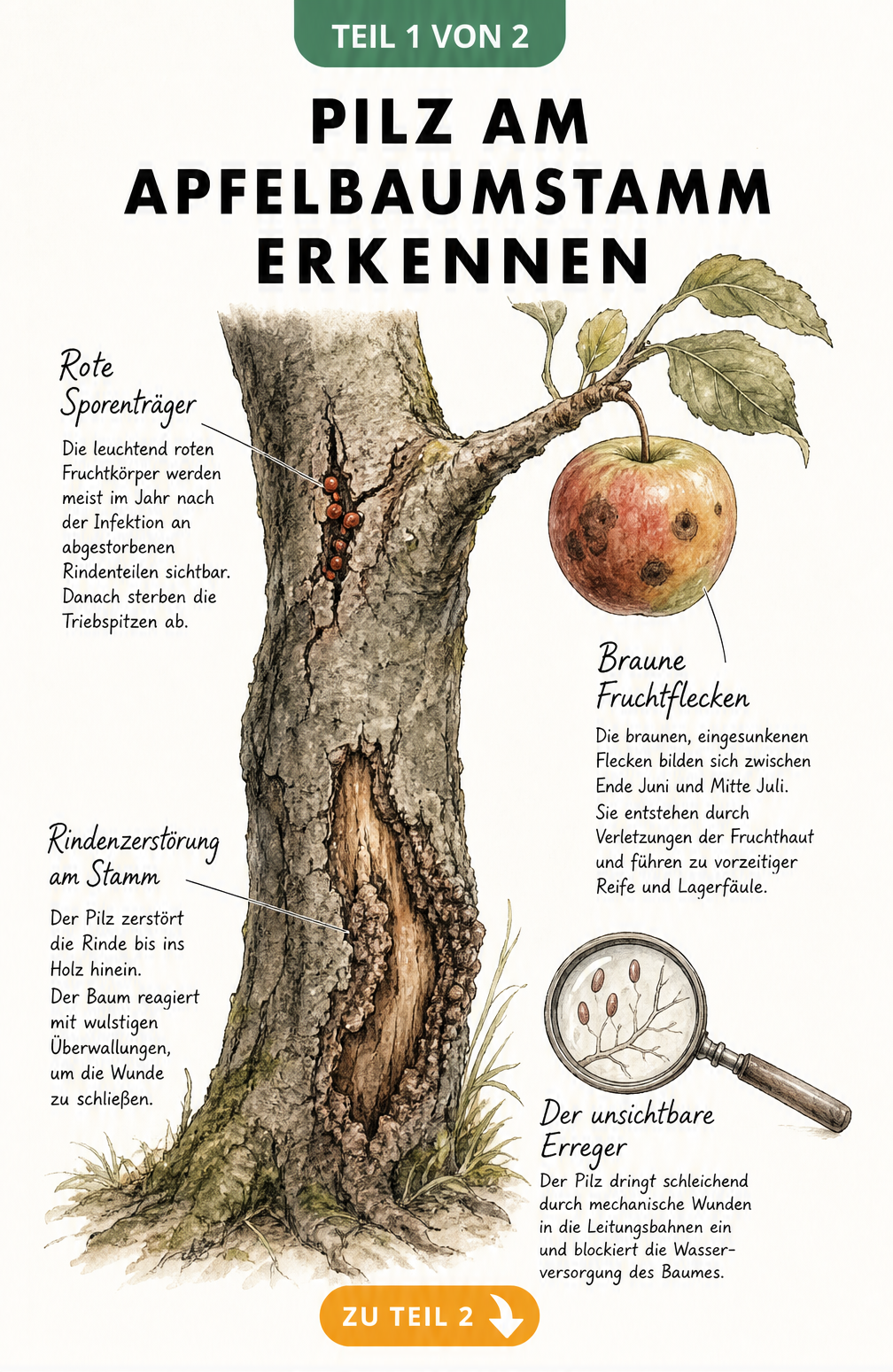 Botanische Illustration eines Apfelbaumstamms mit Rissen, roten Fruchtkörpern und braunen Flecken am Apfel durch Pustelpilz