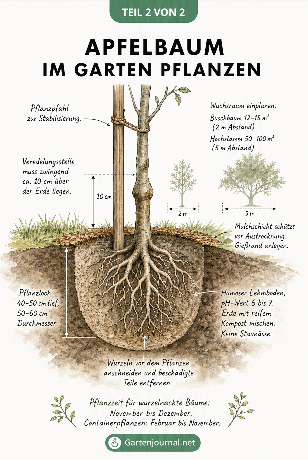 Botanische Querschnitts-Zeichnung eines jungen Apfelbaums beim Einpflanzen mit Details zu Pflanzloch, Veredelungsstelle und Wurzelwerk.
