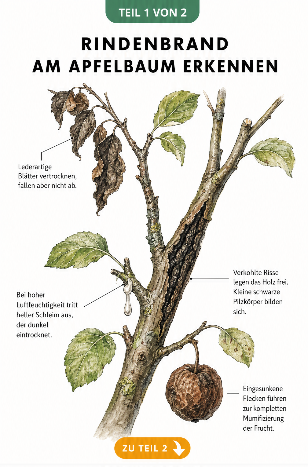 Botanische Illustration eines Apfelbaumastes mit Symptomen des Schwarzen Rindenbrands wie vertrockneten Blättern, hellem Schleim, verkohlten Rissen und...