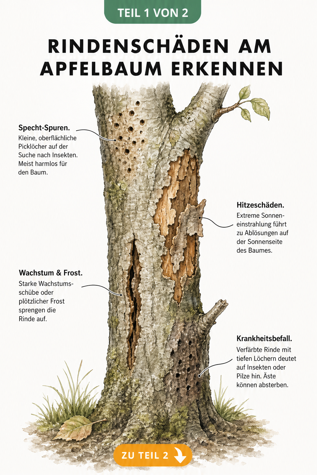 Illustration eines Apfelbaumstamms mit vier verschiedenen Rindenschäden: Specht-Spuren, Hitzeschäden, Frostrisse und Krankheitsbefall.