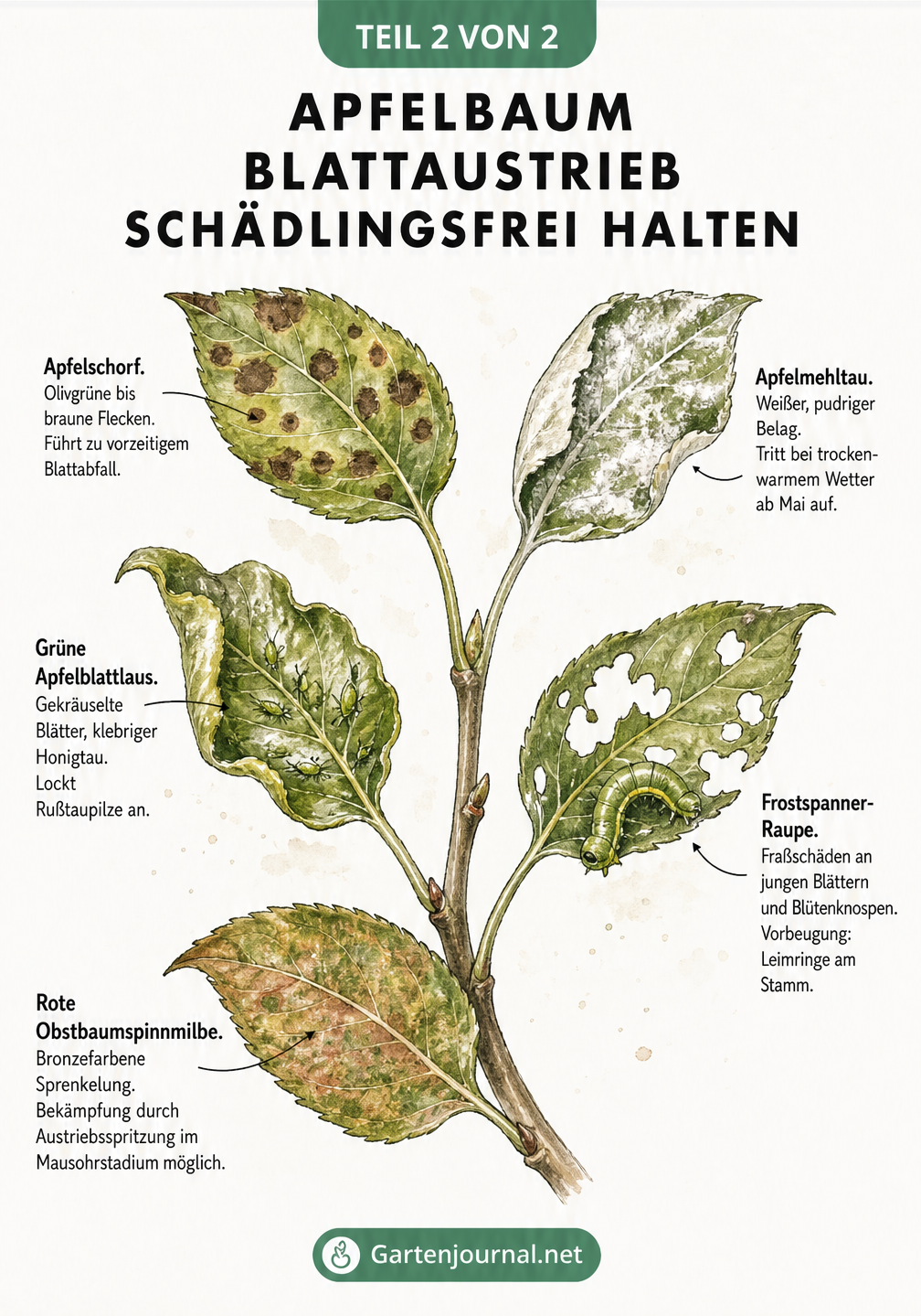 Illustration von Apfelbaumblättern mit Schadbildern von Apfelschorf, Mehltau, Blattläusen, Frostspanner und Spinnmilben