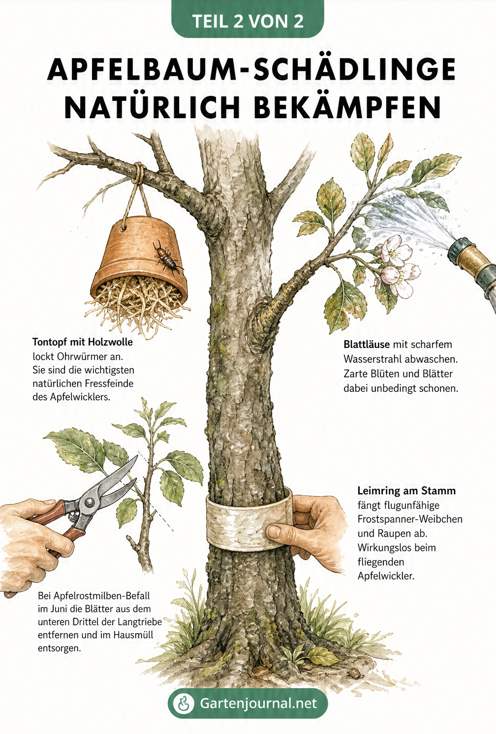 Illustration eines Apfelbaumstamms mit natürlichen Bekämpfungsmethoden wie Leimring, Tontopf für Ohrwürmer, Blattschnitt und Wasserstrahl
