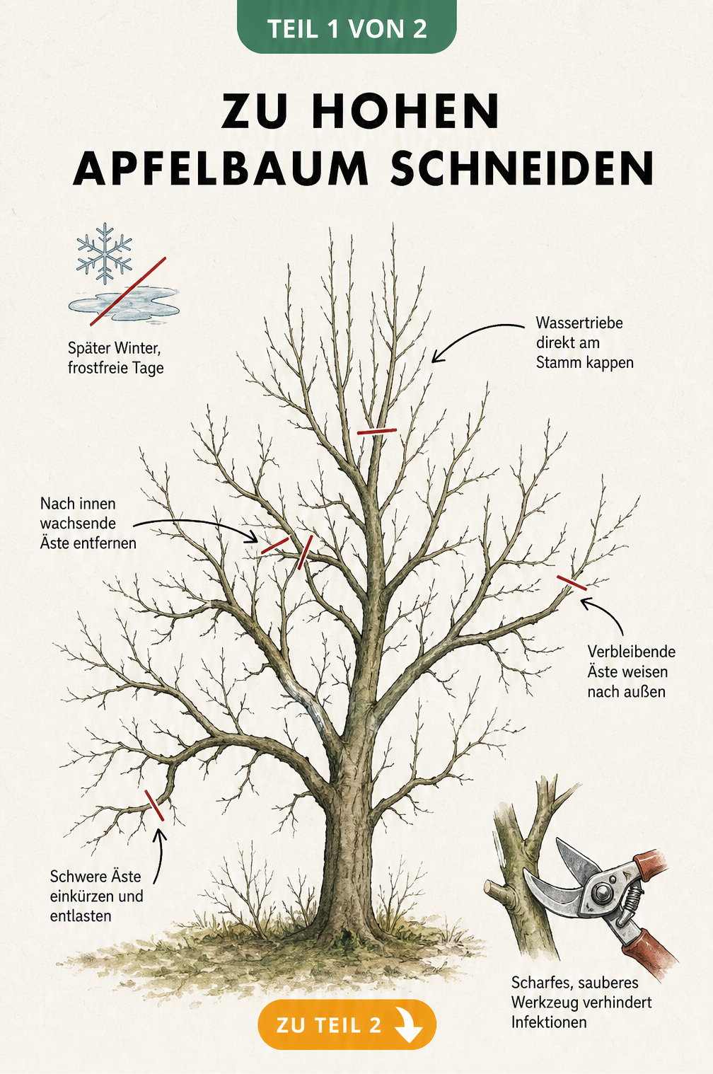 Botanische Illustration eines Apfelbaums im Winter mit roten Schnittmarkierungen an Wassertrieben, nach innen wachsenden und schweren Ästen.