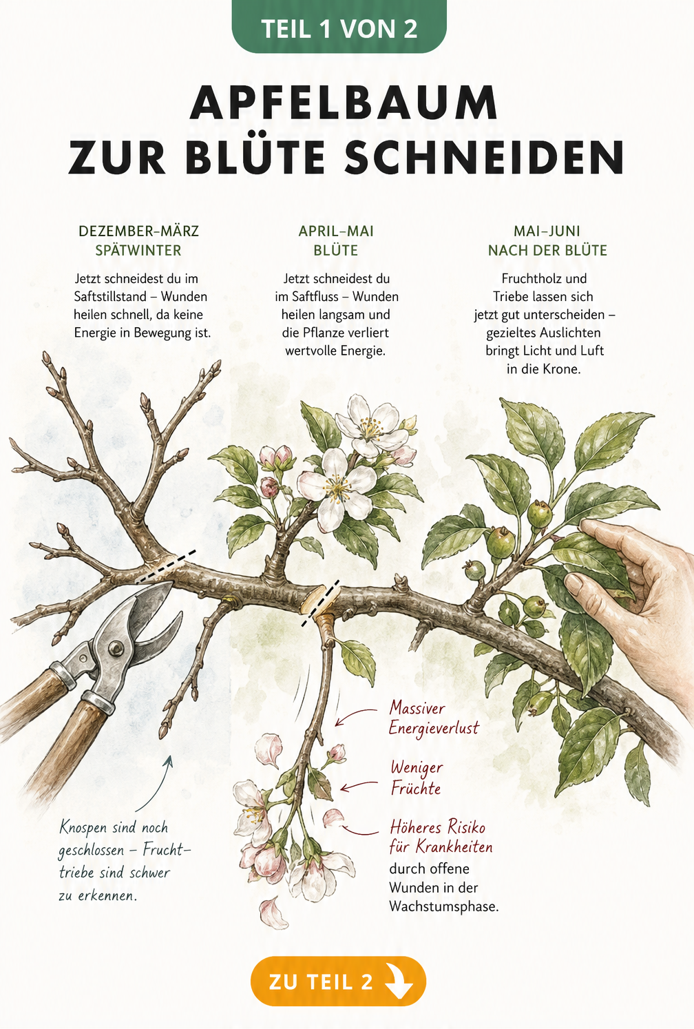 Botanische Illustration eines Apfelbaumastes in drei Vegetationsphasen: Spätwinter, Blütezeit und spätes Frühjahr, mit Erklärungen zum Schnitt.