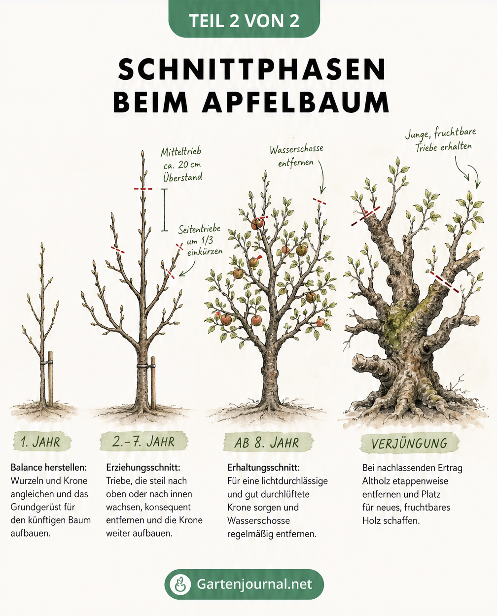 Zeitleiste der Schnittphasen eines Apfelbaums vom Setzling über den Erziehungsschnitt bis zum Verjüngungsschnitt am alten Baum.