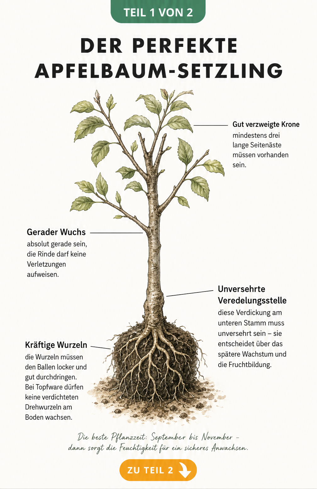 Illustration eines jungen Apfelbaums mit freigelegtem Wurzelballen und Hinweisen zu Krone, Stamm, Veredelungsstelle und Wurzeln