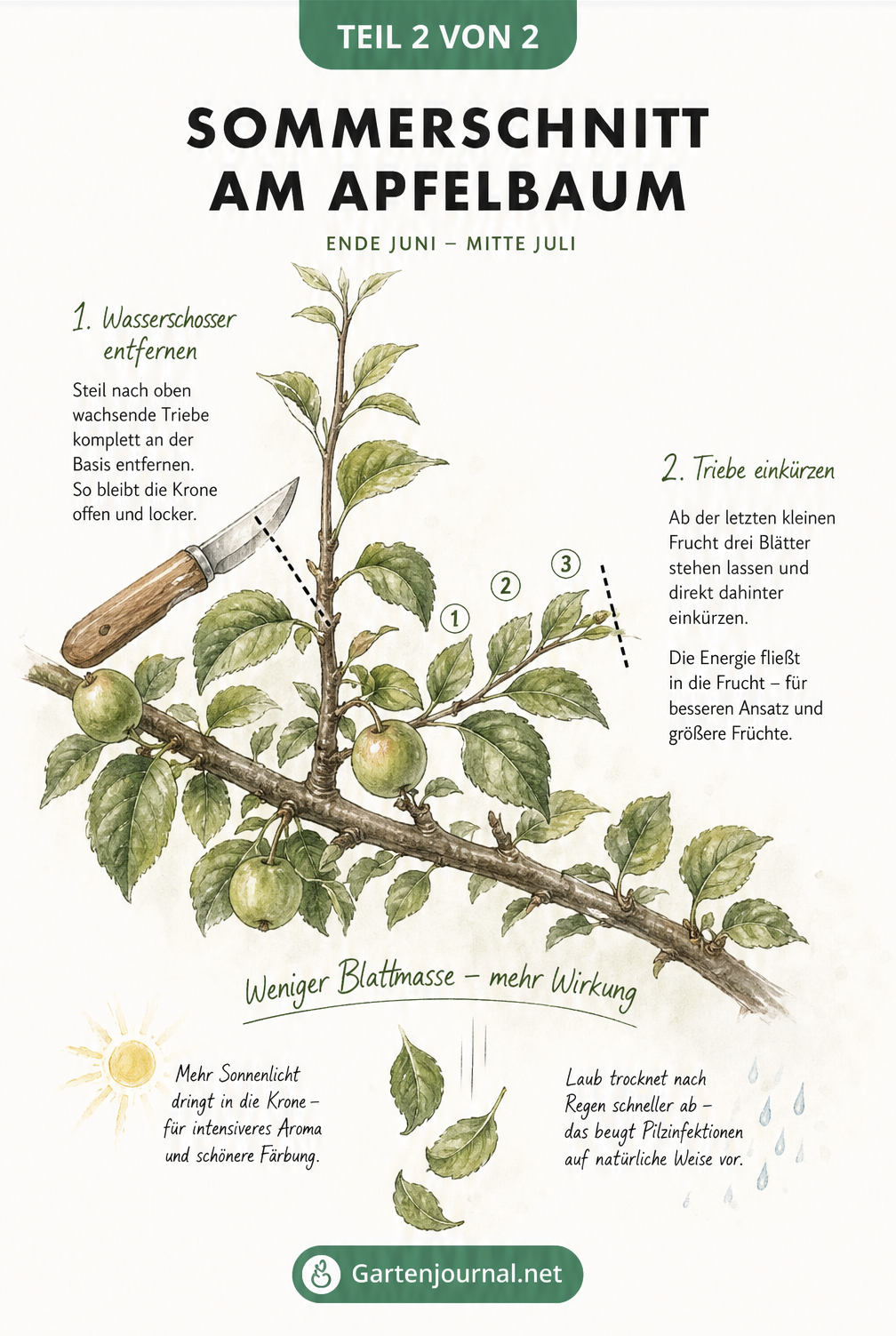 Illustration eines Apfelbaumzweigs im Sommer, die den Juniknips zeigt: Entfernung eines Wasserschosser und Einkürzen eines Seitentriebs nach dem dritten Blatt.