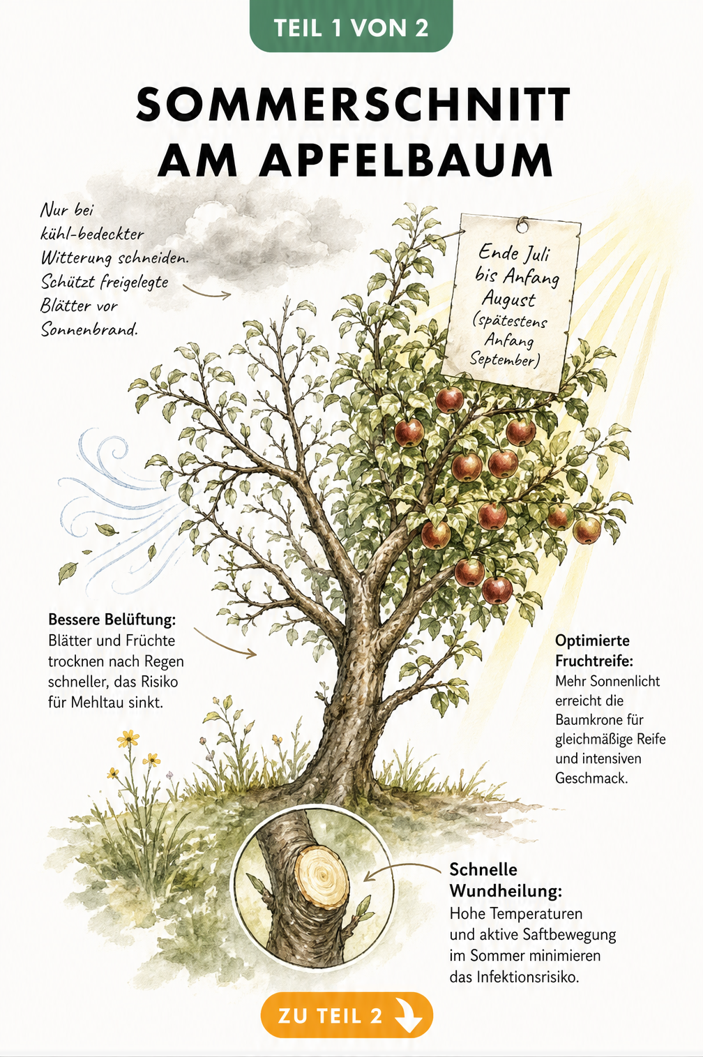 Illustration eines Apfelbaums mit Erklärungen zu Witterung, Belüftung, Fruchtreife und Wundheilung beim Sommerschnitt