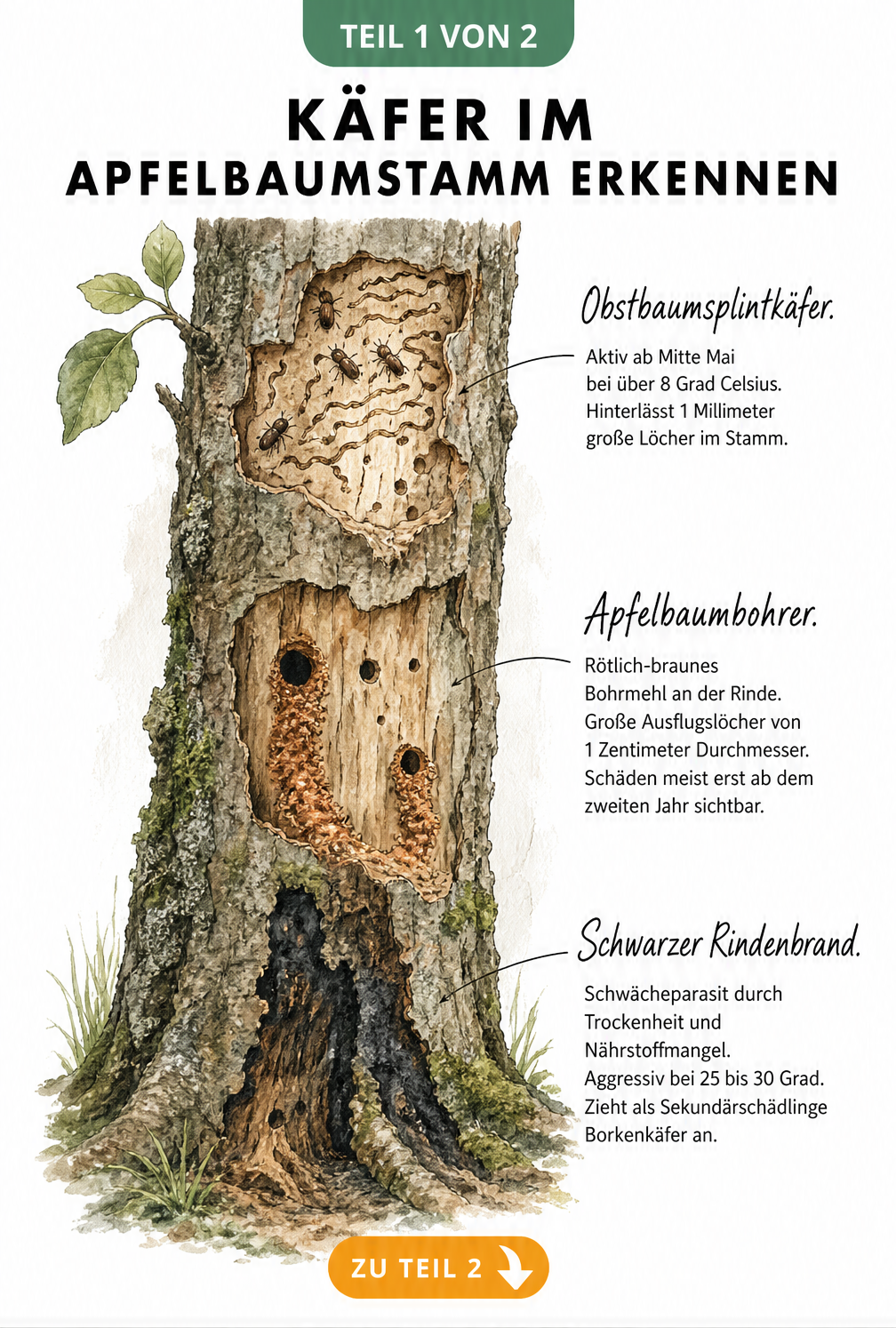 Illustration eines Apfelbaumstamms mit Schadbildern von Obstbaumsplintkäfer, Apfelbaumbohrer und Schwarzem Rindenbrand