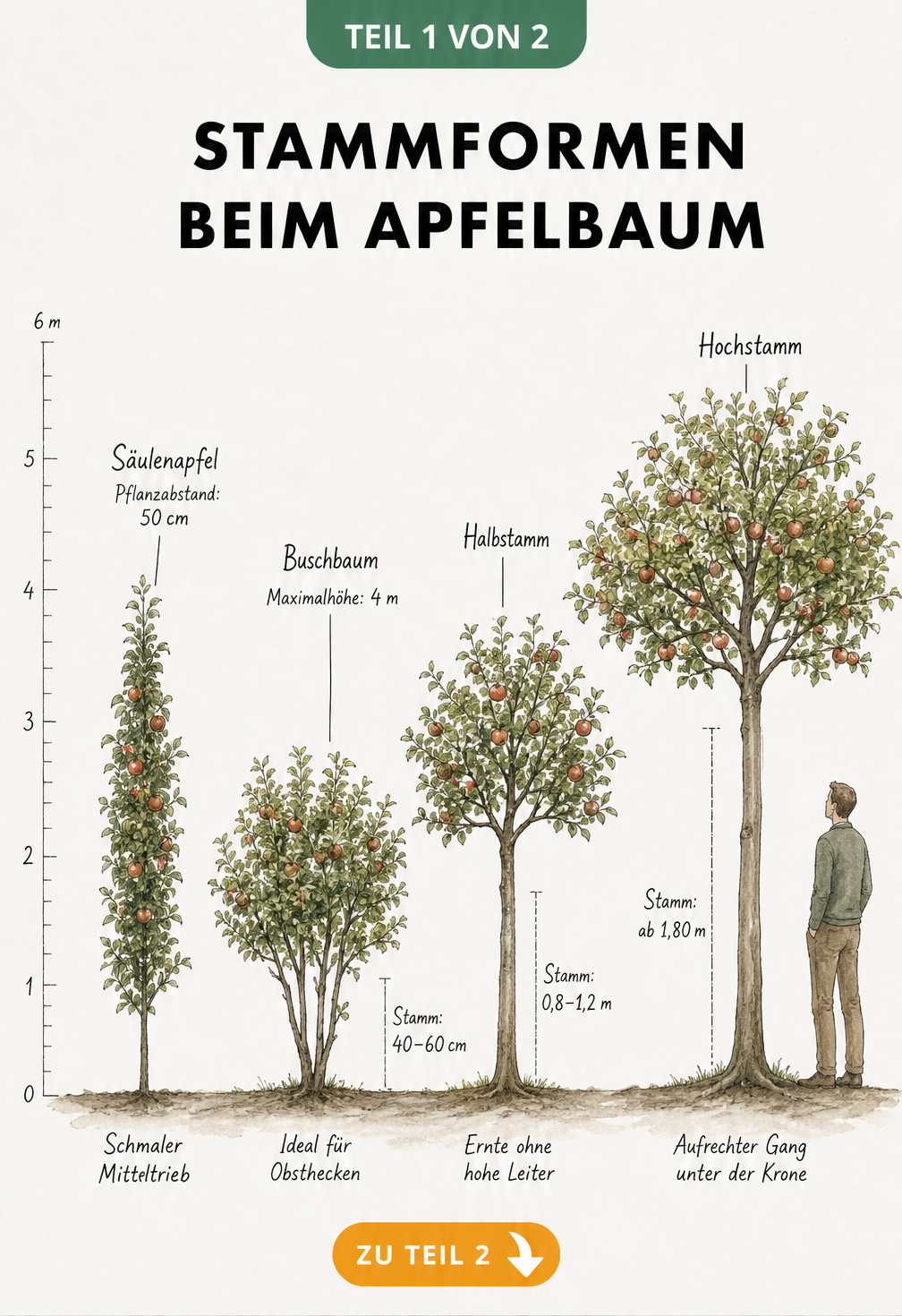Maßstabsgetreuer Größenvergleich der vier Apfelbaum-Stammformen: Säulenapfel, Buschbaum, Halbstamm und Hochstamm mit Maßangaben.