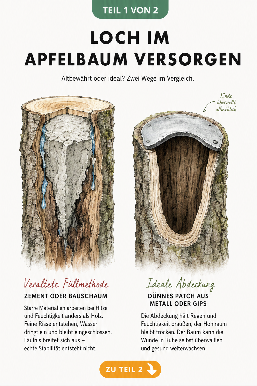Querschnitt eines Apfelbaumstamms: Vergleich zwischen veralteter Füllmethode mit Zement und idealer Abdeckung mit einem Patch.