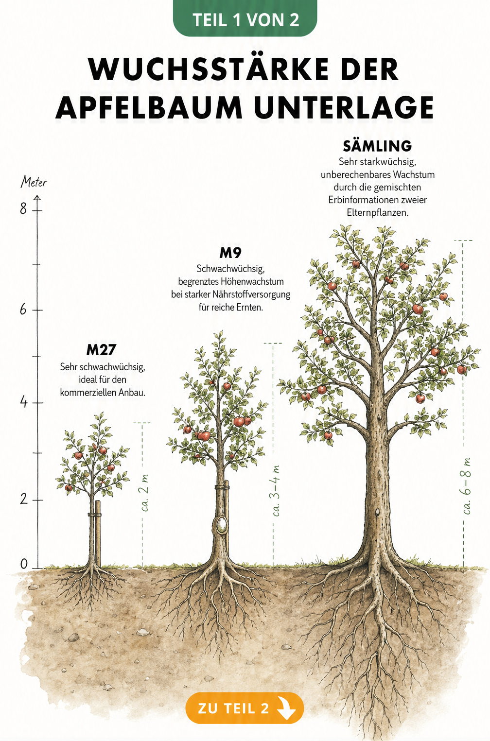Botanische Querschnittsdarstellung der Wuchsstärke von Apfelbaum-Unterlagen: M27, M9 und ein Sämling im Vergleich.
