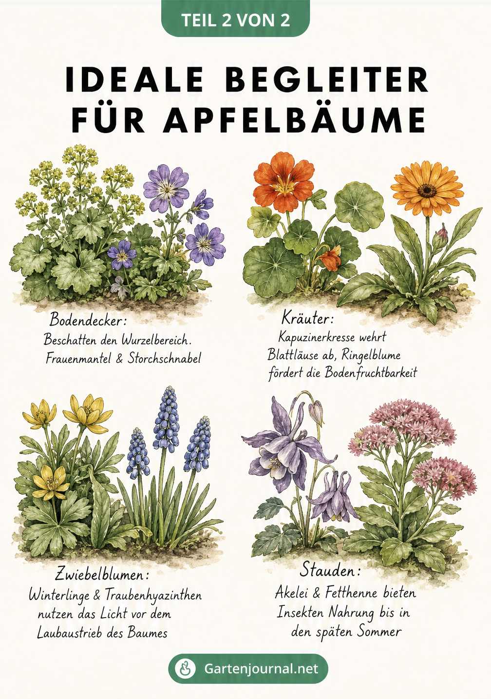 Illustration von vier Pflanzengruppen zur Unterpflanzung: Bodendecker, Kräuter, Zwiebelblumen und Stauden.