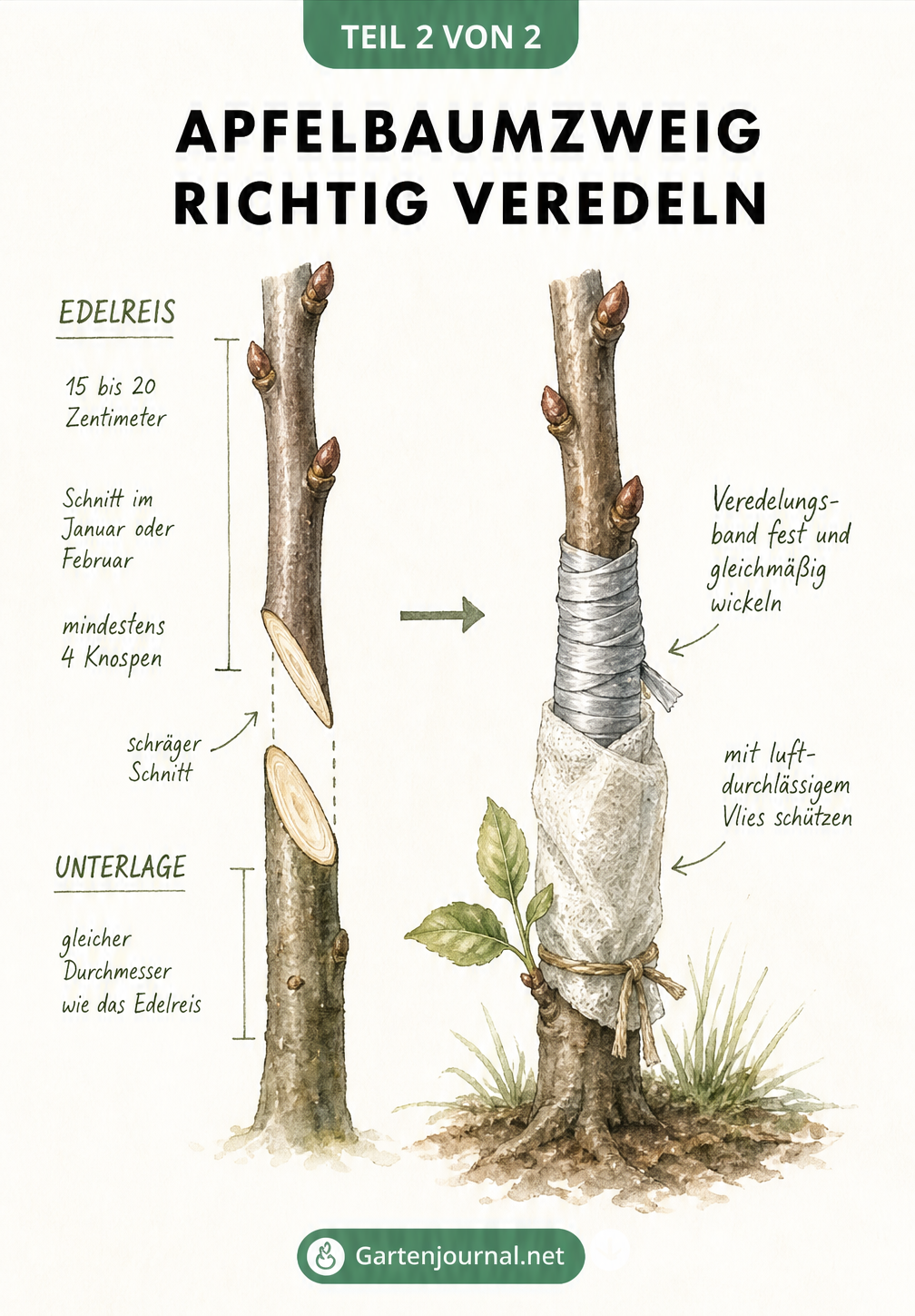 Detailzeichnung der Veredelung eines Apfelbaumzweigs, bei der Edelreis und Unterlage mit Veredelungsband verbunden werden.