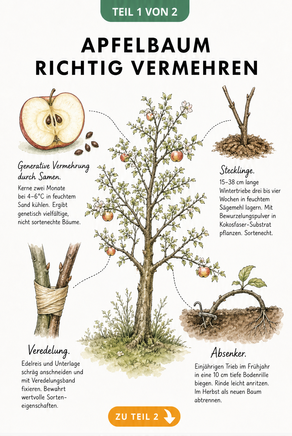 Botanische Zeichnung eines Apfelbaums mit vier Vermehrungsmethoden: Samen, Stecklinge, Veredelung und Absenker