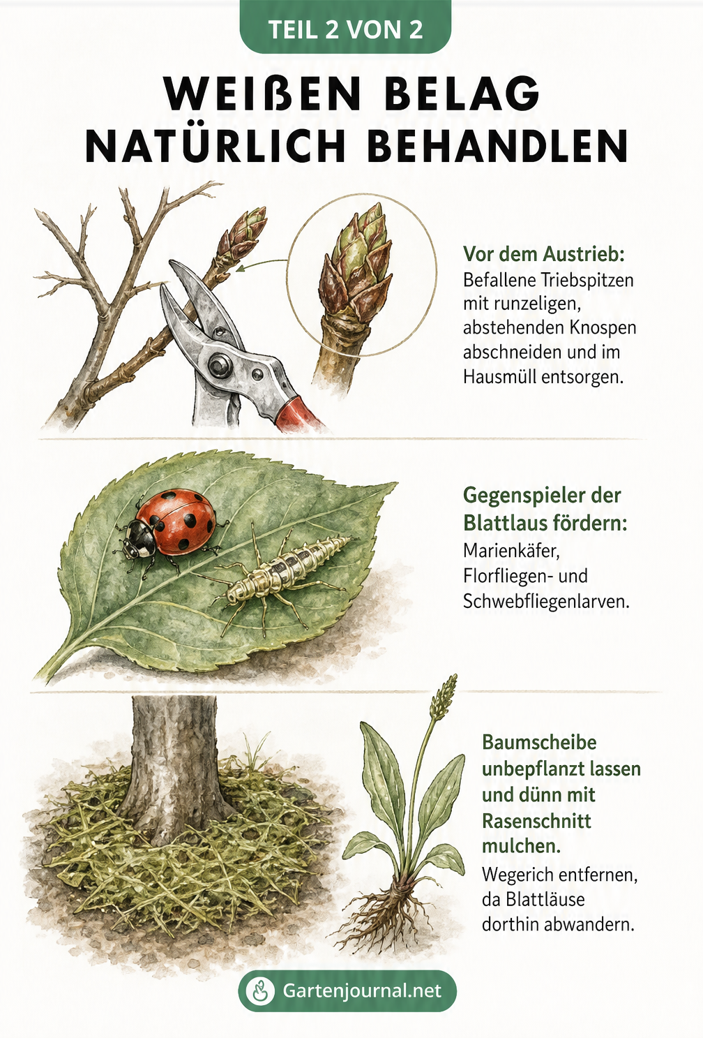 Illustration zur natürlichen Behandlung von weißem Belag am Apfelbaum durch Rückschnitt, Nützlinge und Mulchen