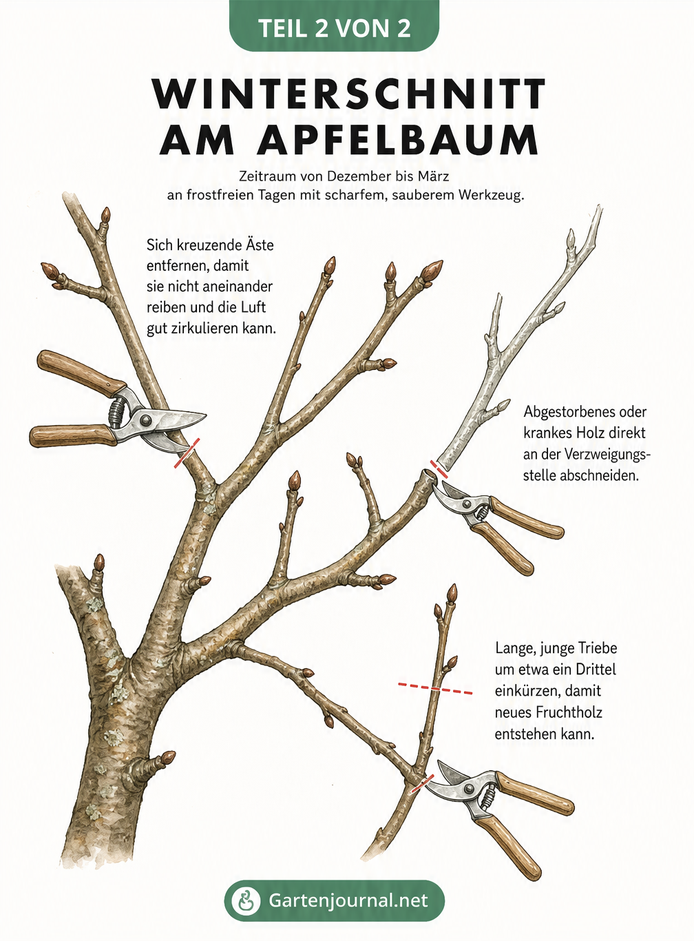 Illustration eines winterlichen Apfelbaumastes mit Markierungen für den richtigen Schnitt an kreuzenden und kranken Ästen