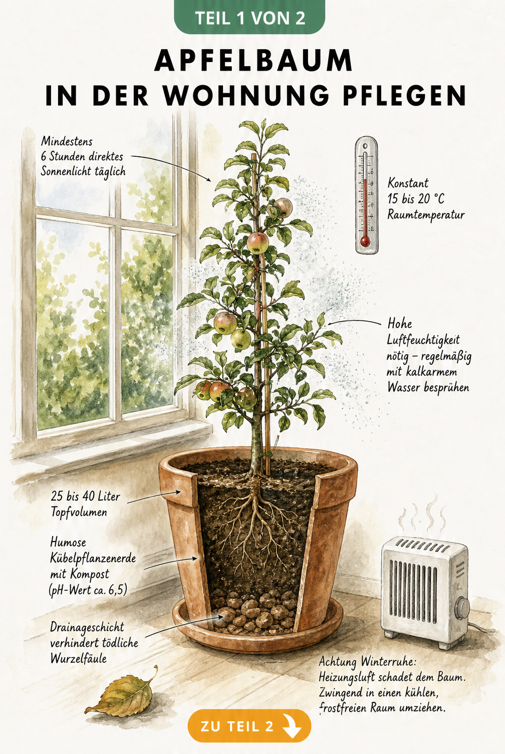 Illustration eines Säulenapfelbaums im Terrakotta-Kübel am Fenster mit Pflegehinweisen zu Licht, Temperatur und Erde