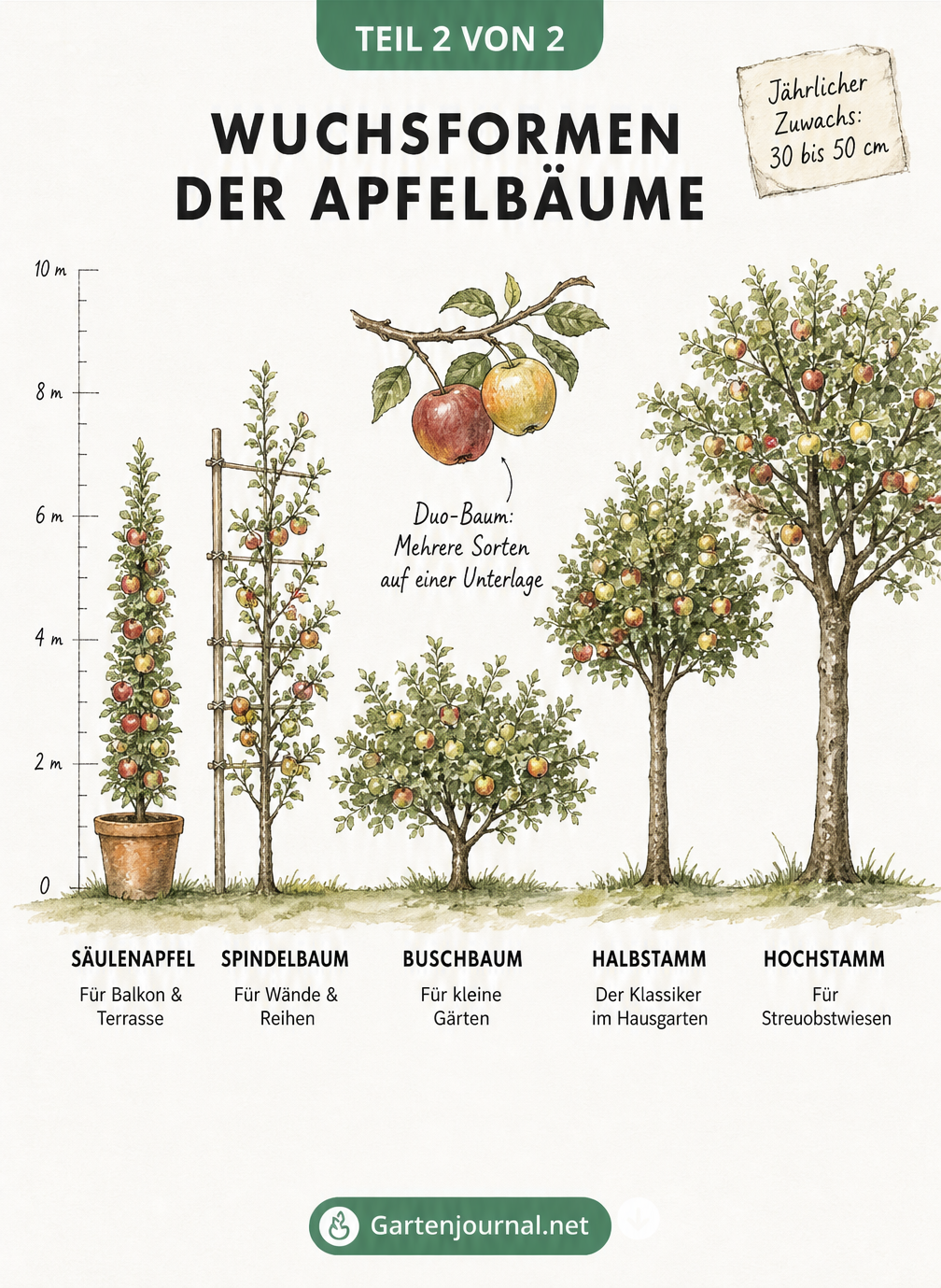 Übersicht verschiedener Apfelbaum-Wuchsformen vom Säulenapfel bis zum Hochstamm mit Höhenangaben